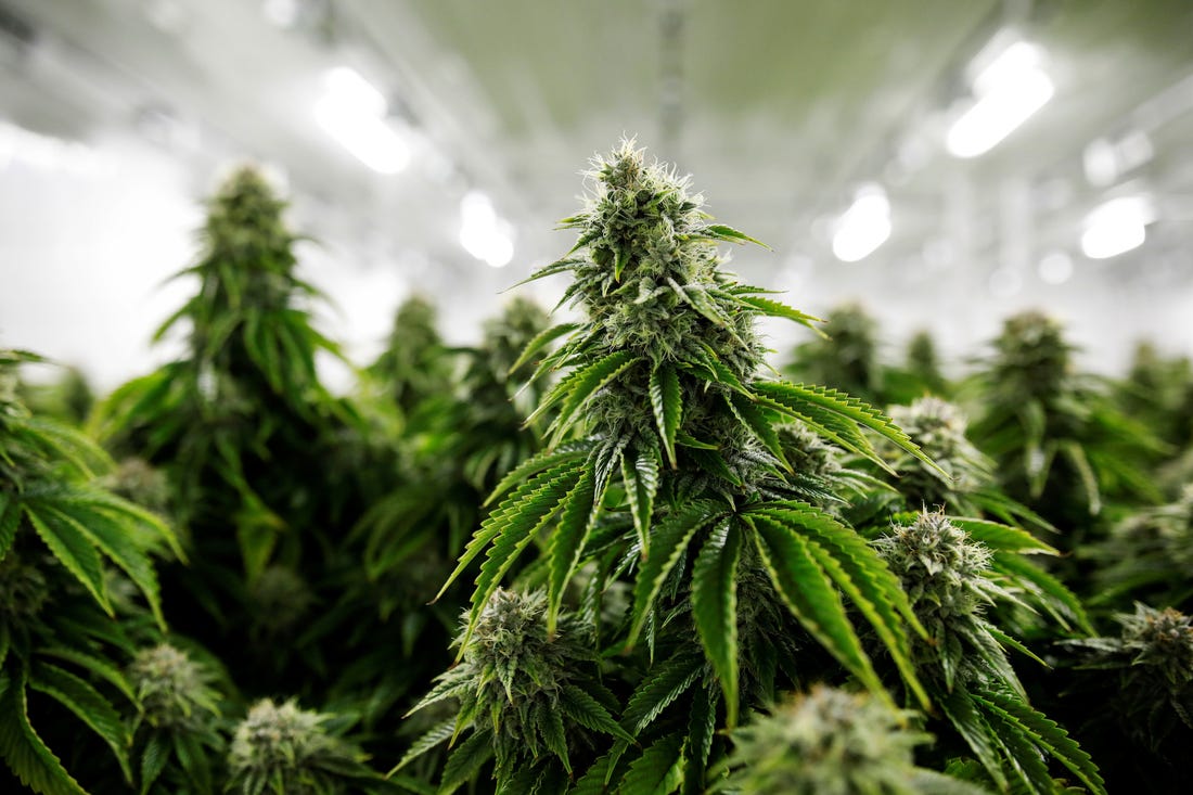 Marijuana Image 3